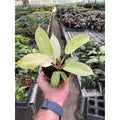 Philodendron 'Snowdrift' - Garden Gets