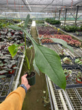 Philodendron 'Joepii' - Garden Gets