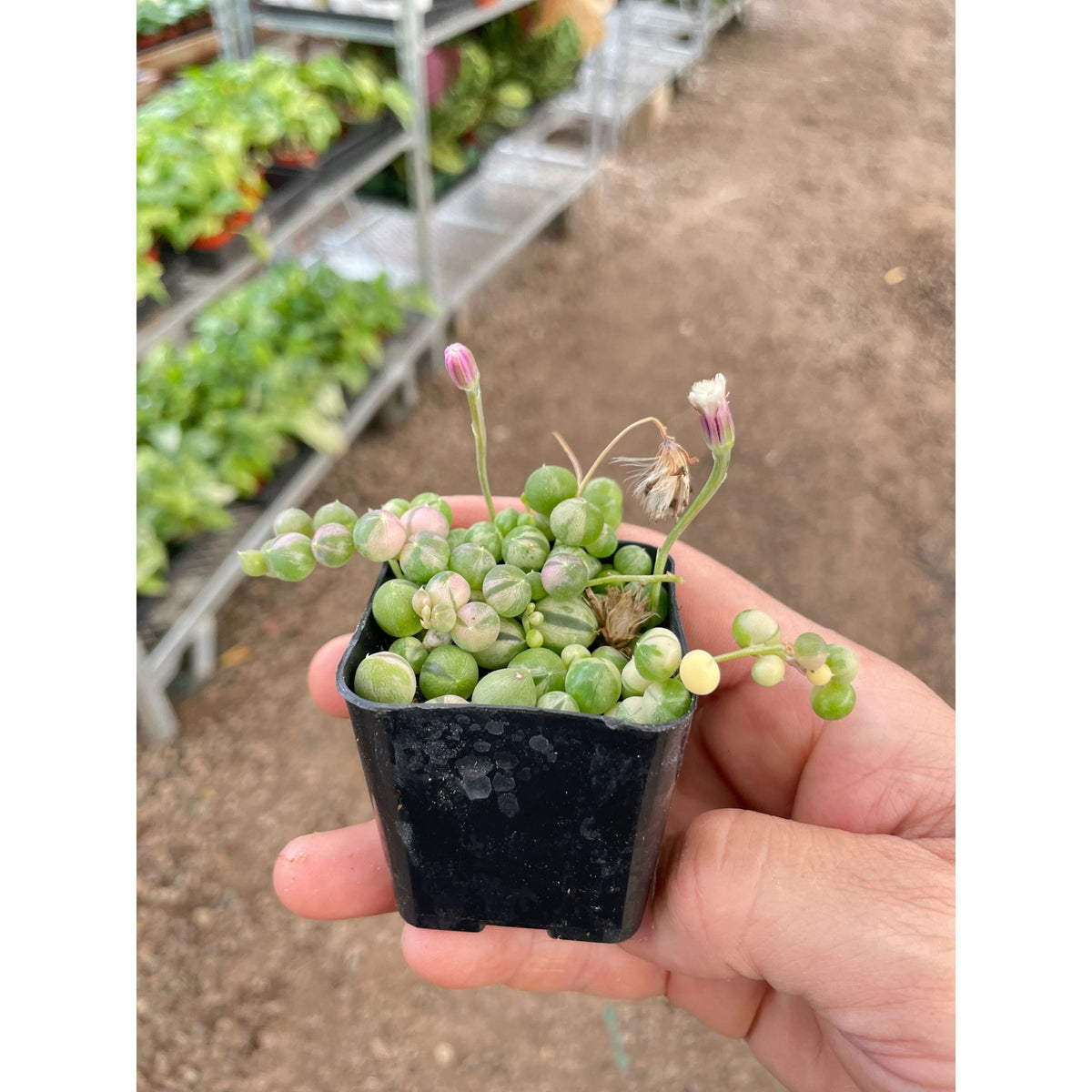 Succulent 'String of Pearls' Variegated - Garden Gets
