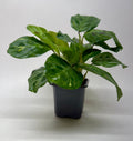 Maranta Variegated 'Beauty Kim' - Garden Gets