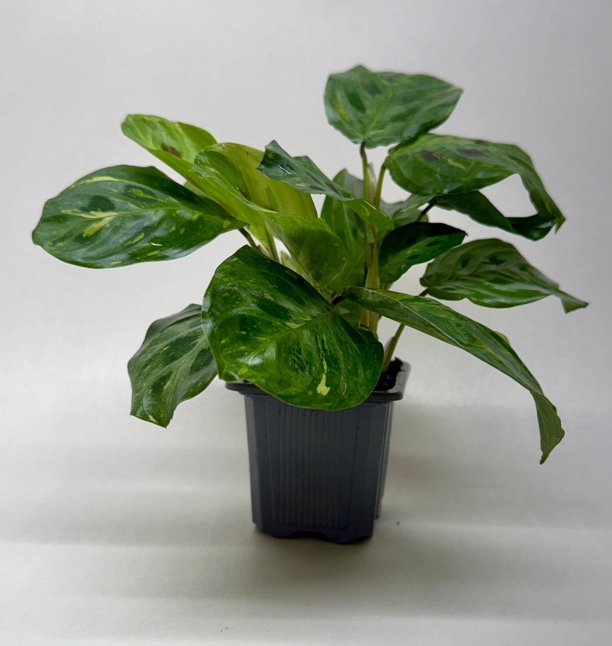 Maranta Variegated 'Beauty Kim' - Garden Gets