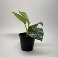 Pothos 'Silver Splash' - Garden Gets