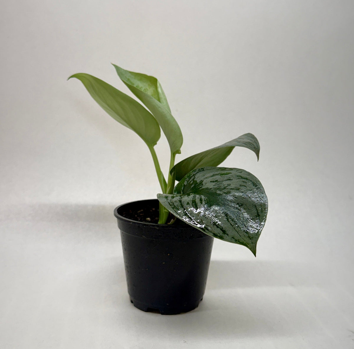 Pothos 'Silver Splash' - Garden Gets