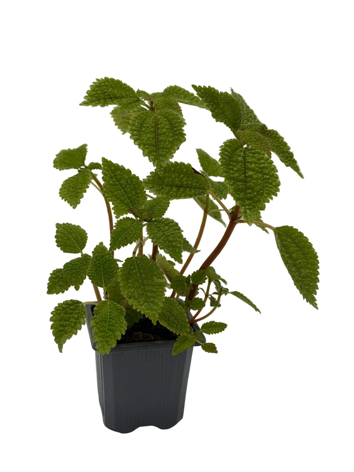 Pilea 'Moon Valley' - Garden Gets