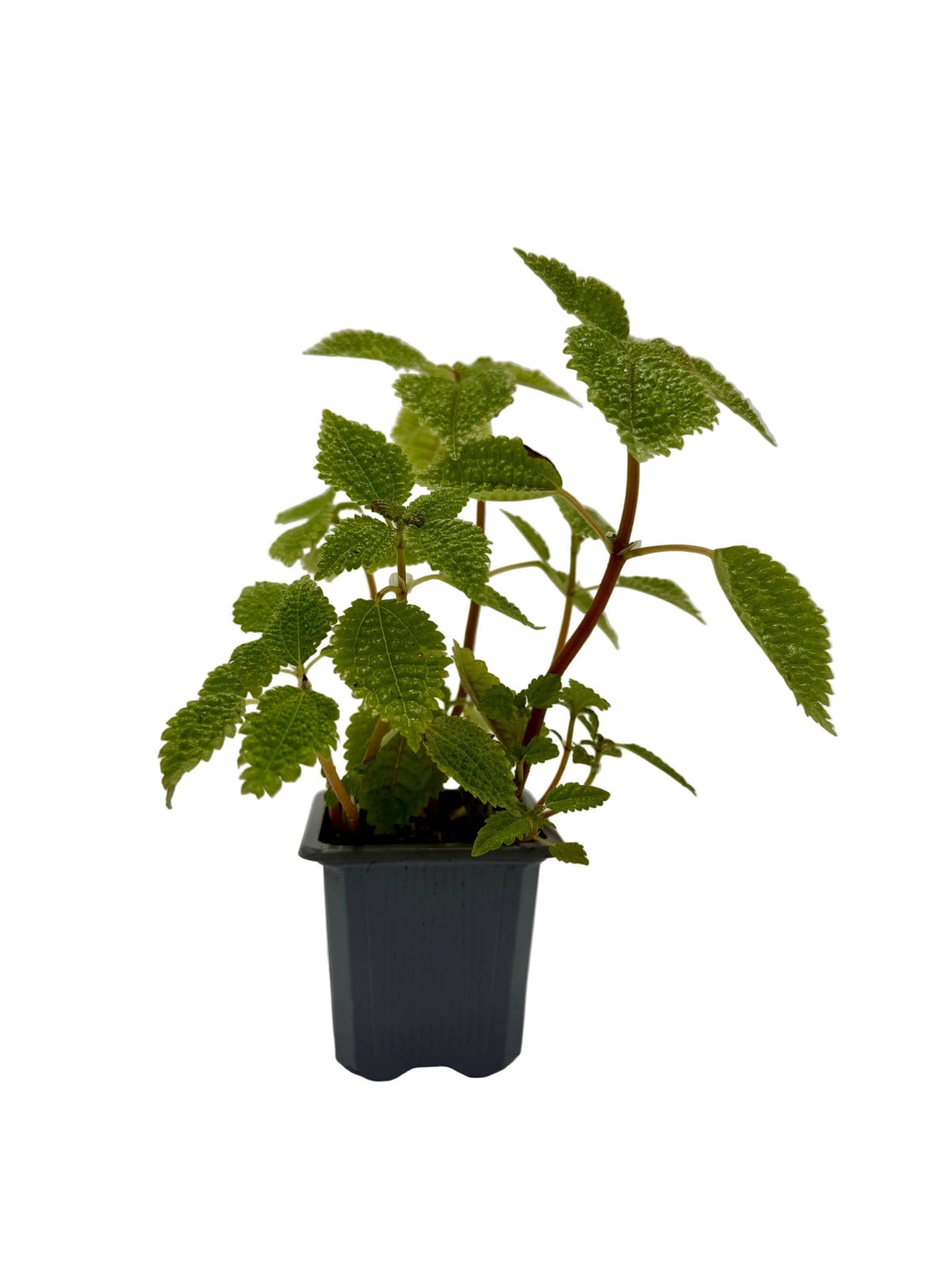 Pilea 'Moon Valley' - Garden Gets