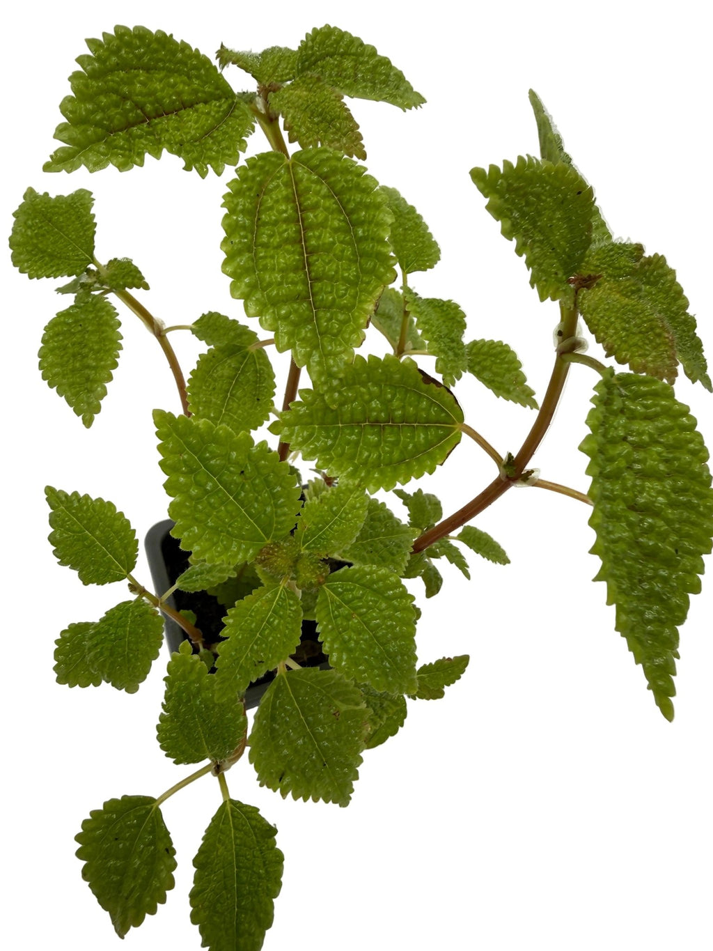 Pilea 'Moon Valley' - Garden Gets