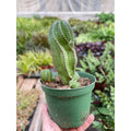 Euphorbia Mother Hubbard Cactus - 6" Pot - Garden Gets