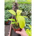 Philodendron Golden Goddess - 4" Pot - Garden Gets
