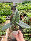 Alocasia 'Scalprum' - Garden Gets