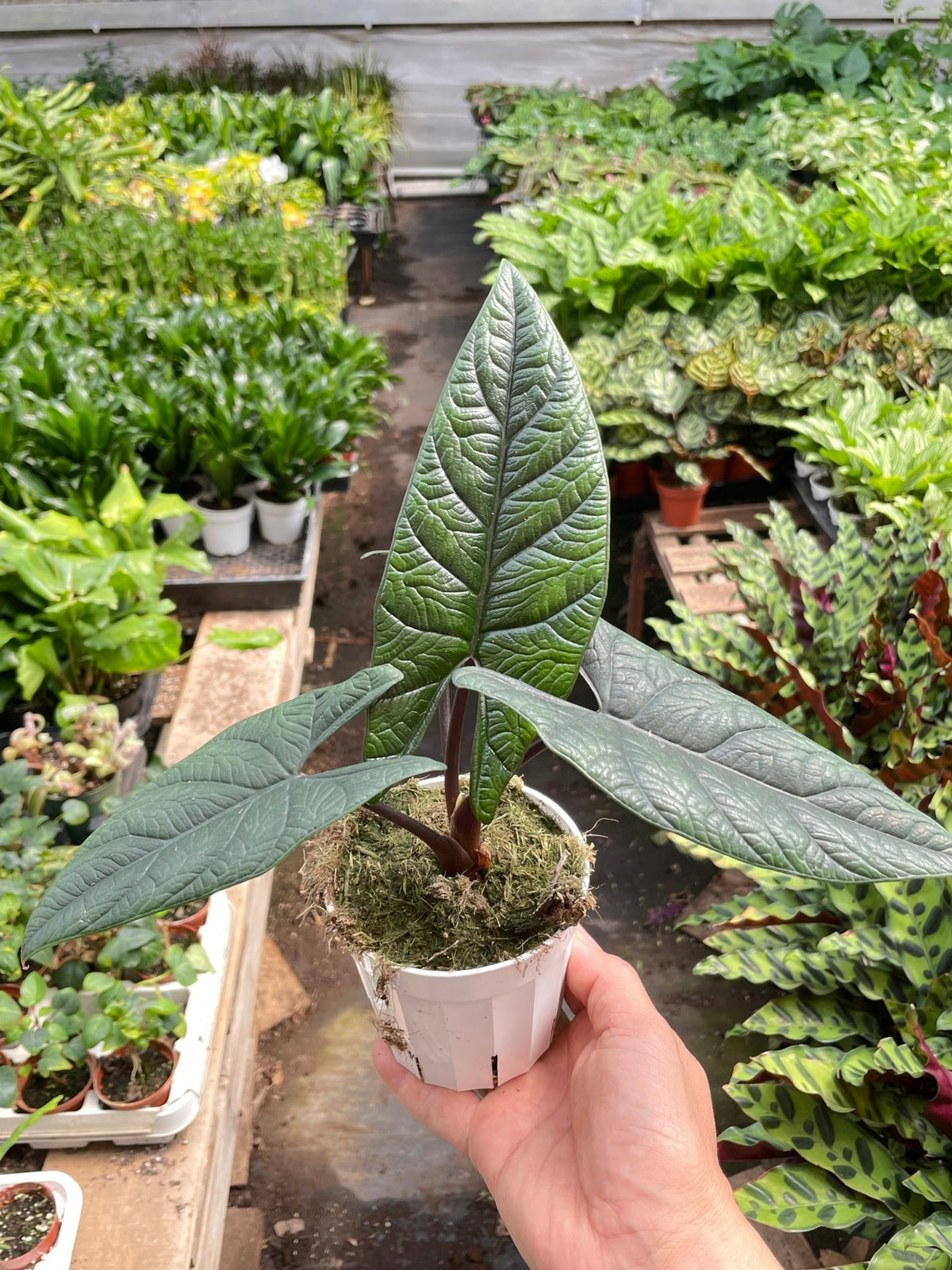 Alocasia 'Scalprum' - Garden Gets