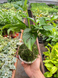 Monstera Swiss Cheese Kokedama - Garden Gets