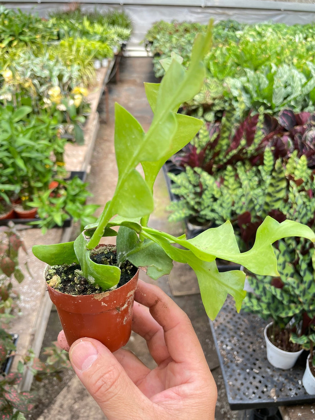 Shark Tooth Orchid Cactus - Garden Gets