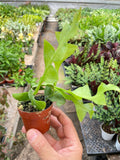 Shark Tooth Orchid Cactus - Garden Gets