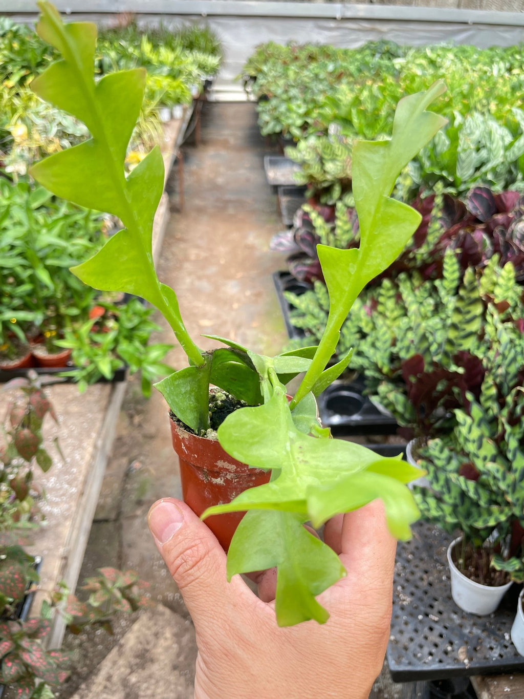 Shark Tooth Orchid Cactus - Garden Gets
