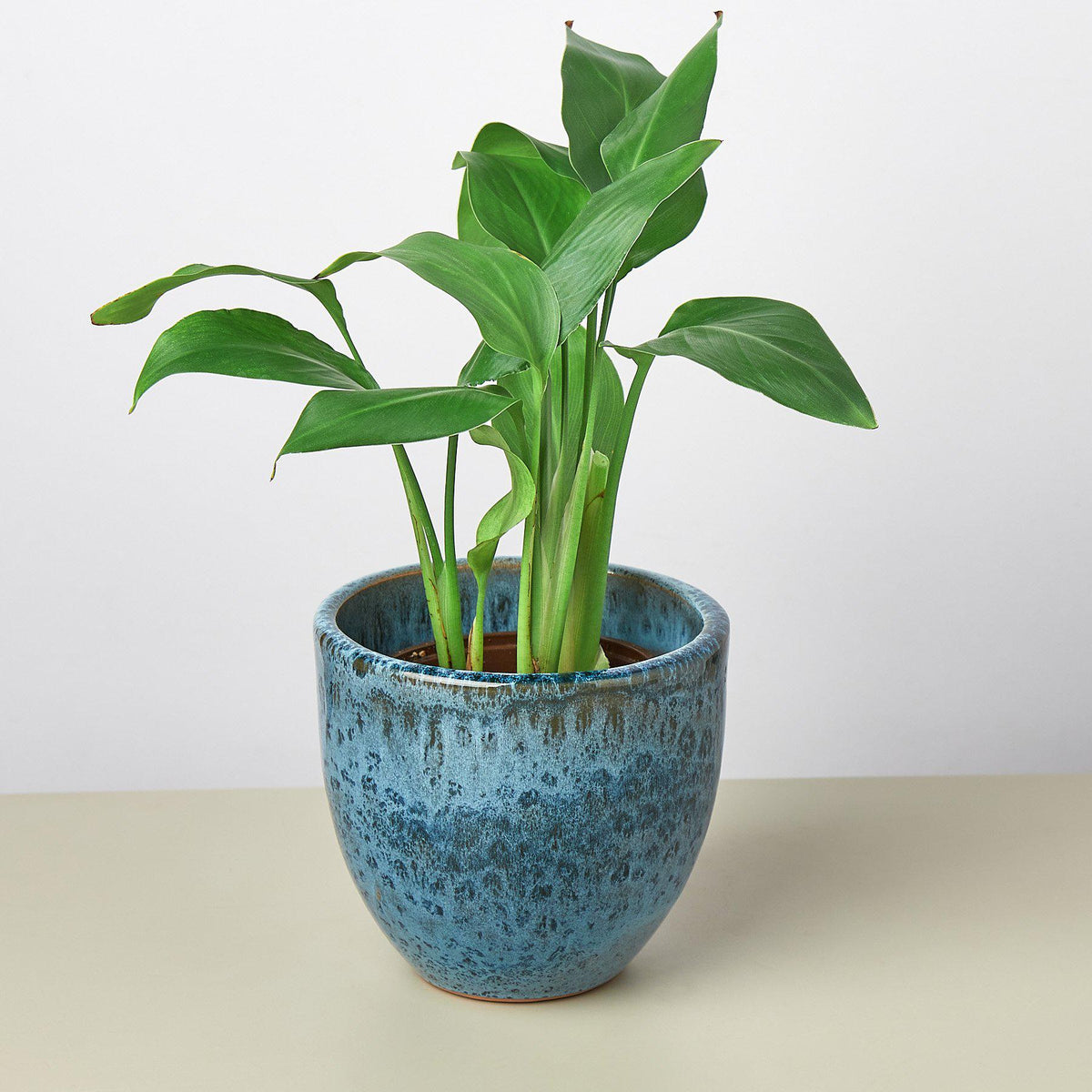 Liberty Bell Planter - Garden Gets