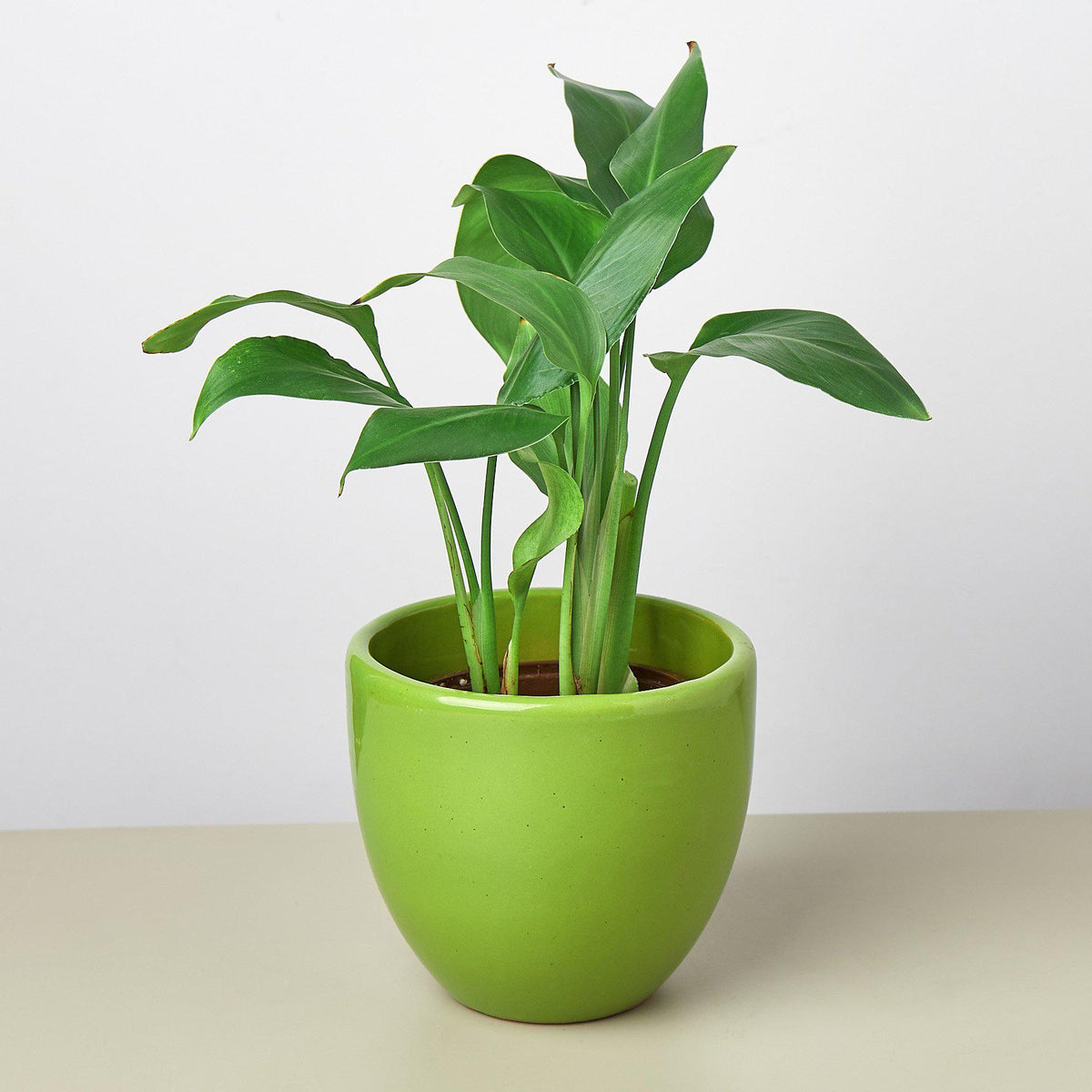 Liberty Bell Planter - Garden Gets