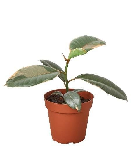 Ficus Elastica 'Ruby Pink' - Garden Gets
