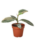 Ficus Elastica 'Ruby Pink' - Garden Gets
