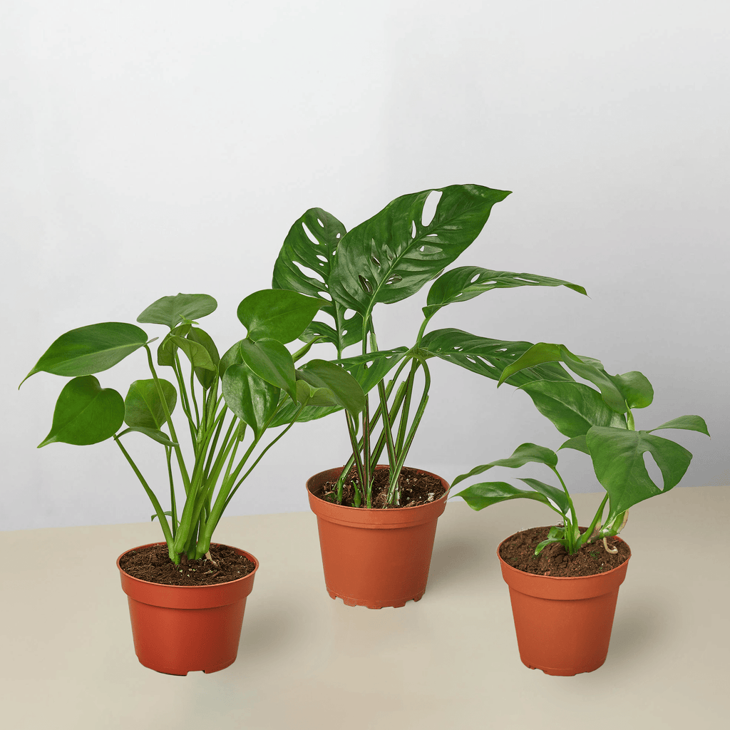 Monstera Bundle - Garden Gets