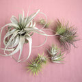 Large Air Plant Bundle - Garden Gets