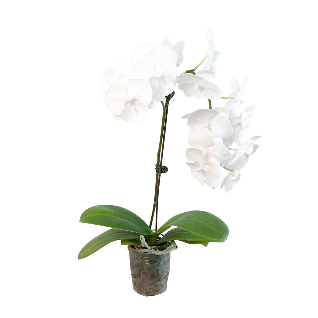 Orchid 'White Phalaenopsis' - Garden Gets