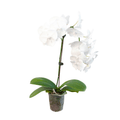 Orchid 'White Phalaenopsis' - Garden Gets