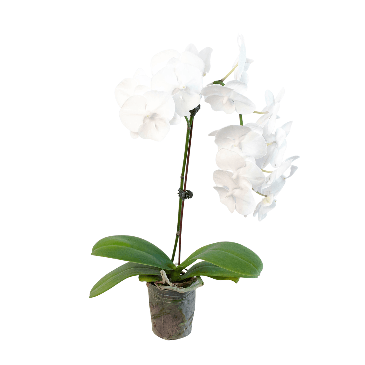 Orchid 'White Phalaenopsis' - Garden Gets