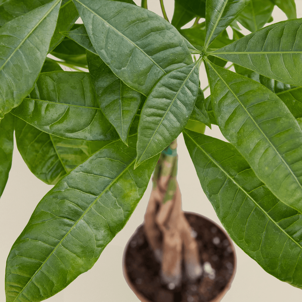 Money Tree 'Guiana Chestnut' Pachira Braid - Garden Gets