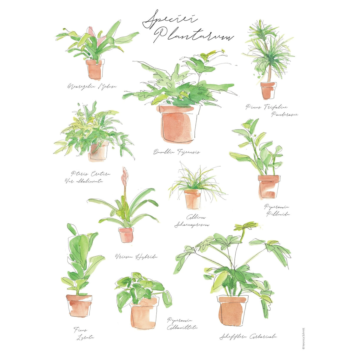 Plant Species Poster - Garden Gets