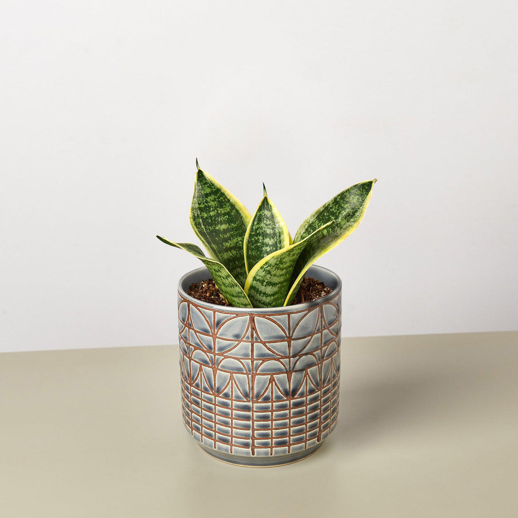 Snake Plant 'Laurentii Dwarf' - Garden Gets