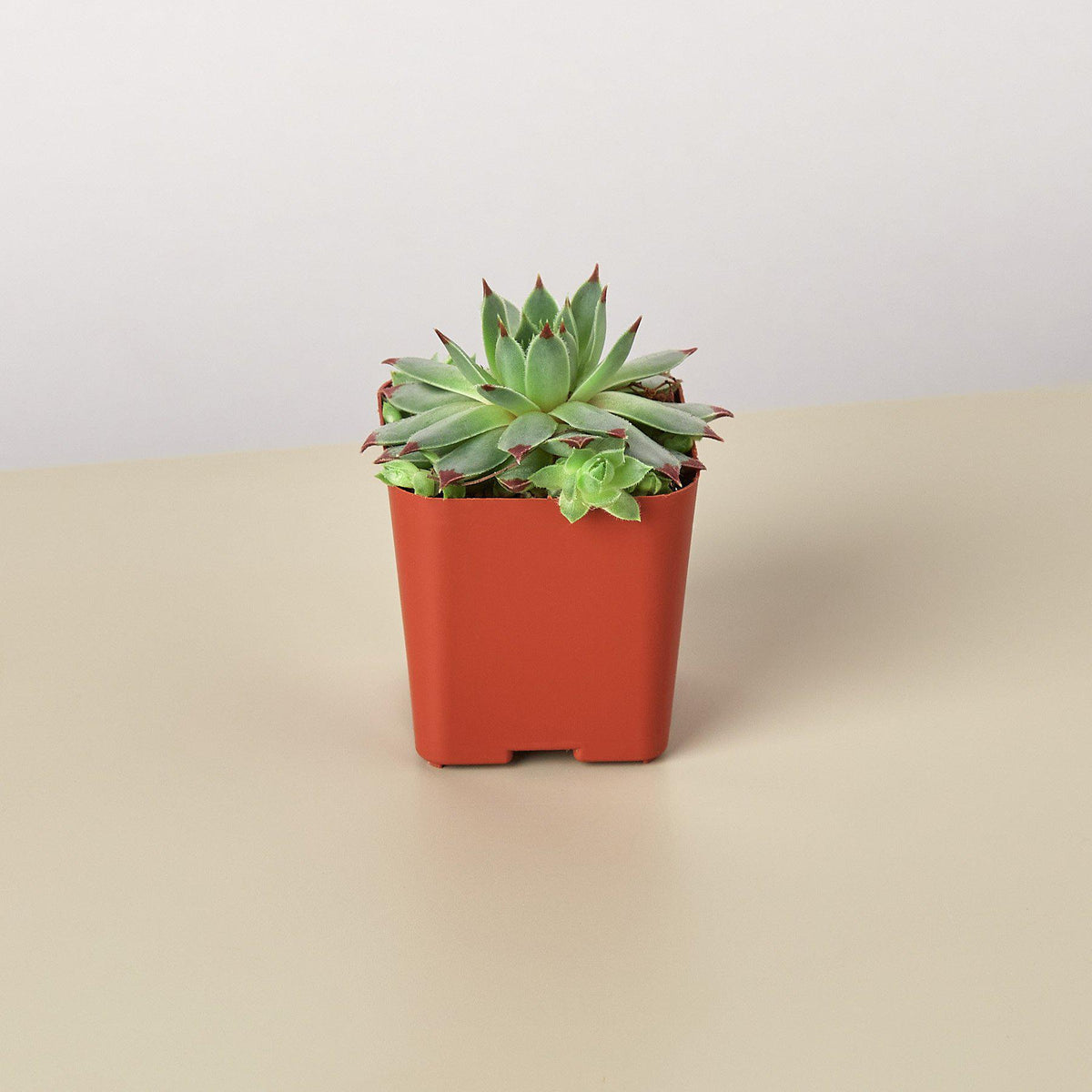 Succulent Variety Packs- 2.0" Pot - Garden Gets