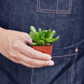 Succulent Crassula 'Jade' - Garden Gets