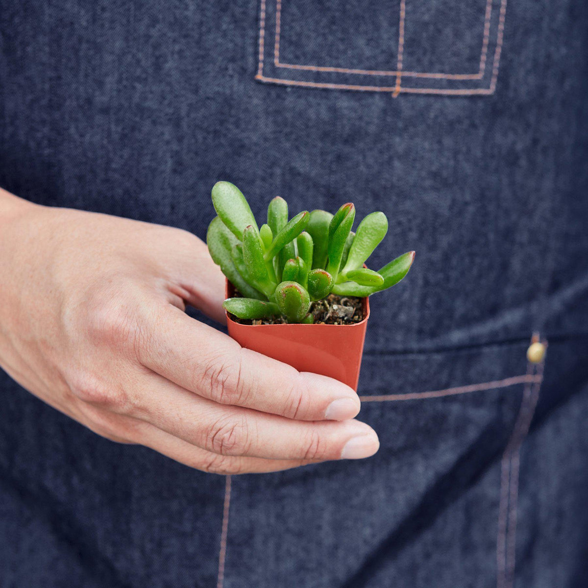 Succulent Crassula 'Jade' - Garden Gets