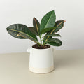 Knob Cylinder Pot - 5 Inch - Garden Gets