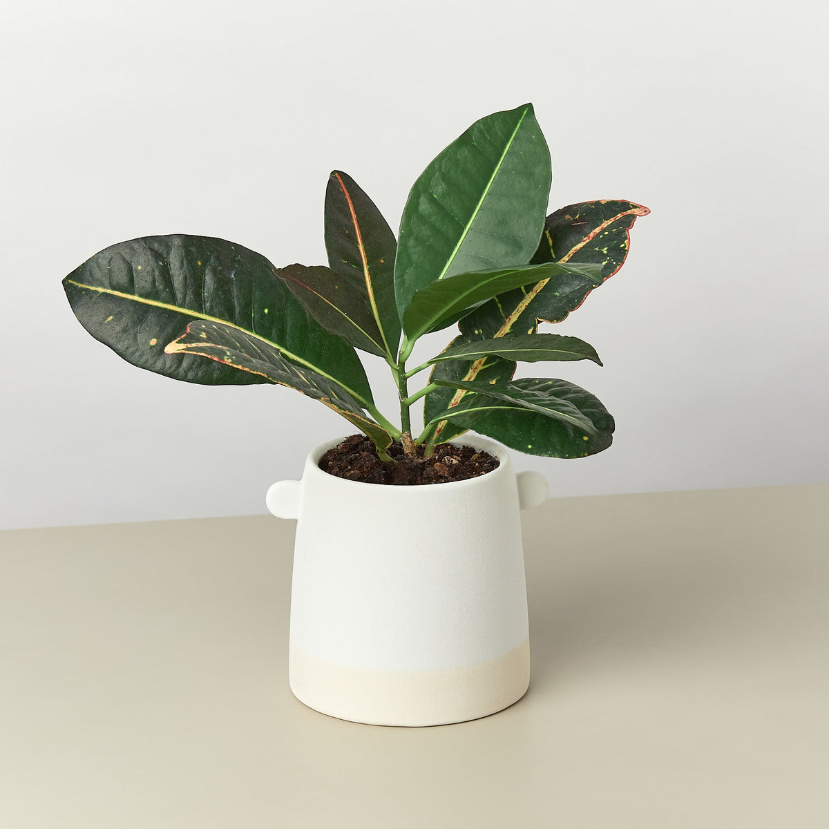 Knob Cylinder Pot - 5 Inch - Garden Gets
