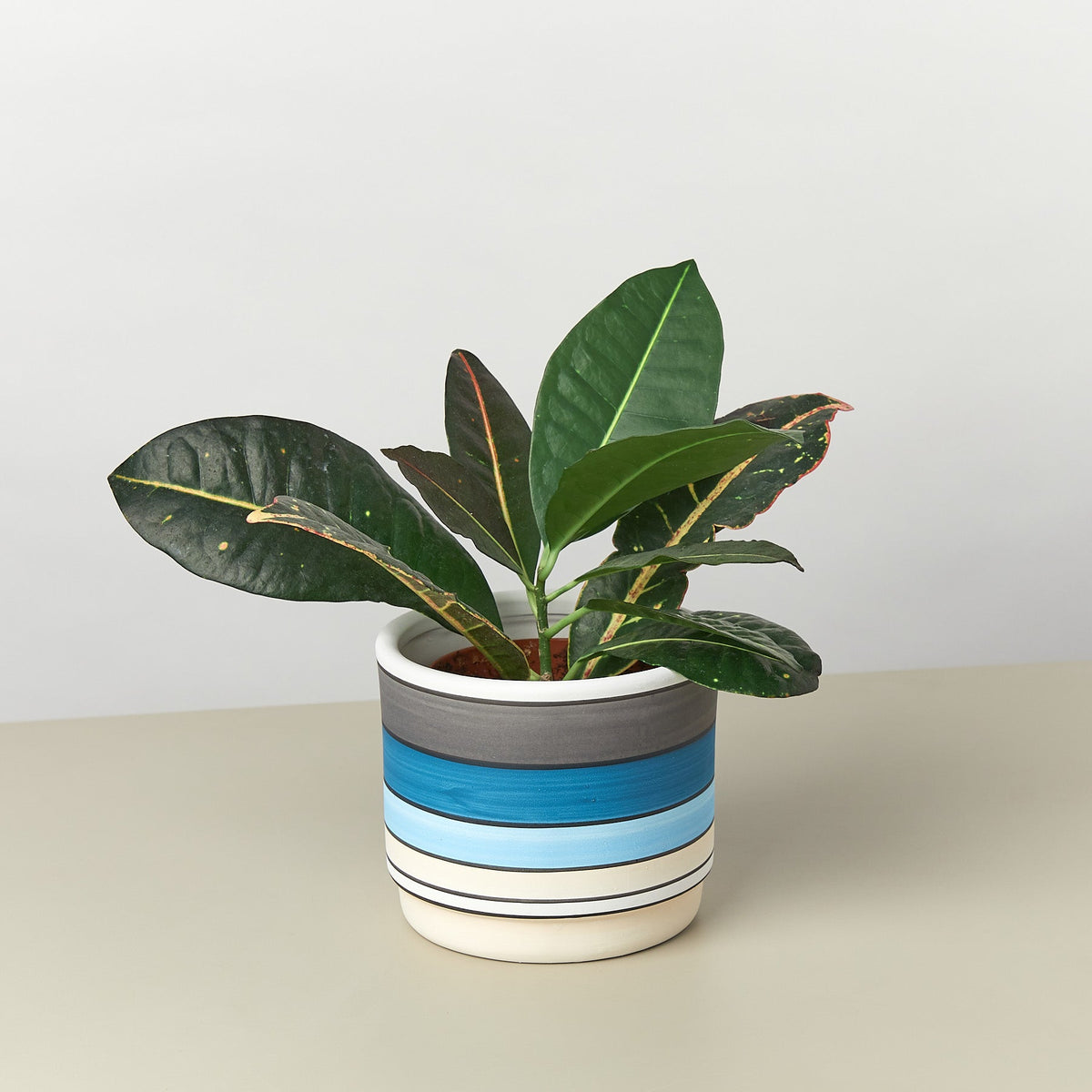 Polychrome Cylinder Pot - 5.5 Inch - Garden Gets