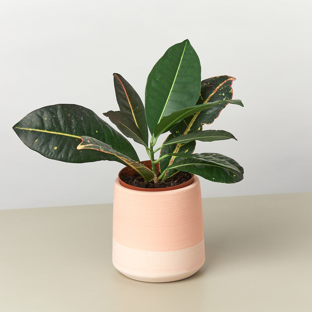 Gradient Cylinder Pot - 5 Inch - Garden Gets