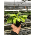 Philodendron 'Brasil' - Garden Gets