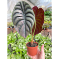Alocasia 'Red Secret' - Garden Gets