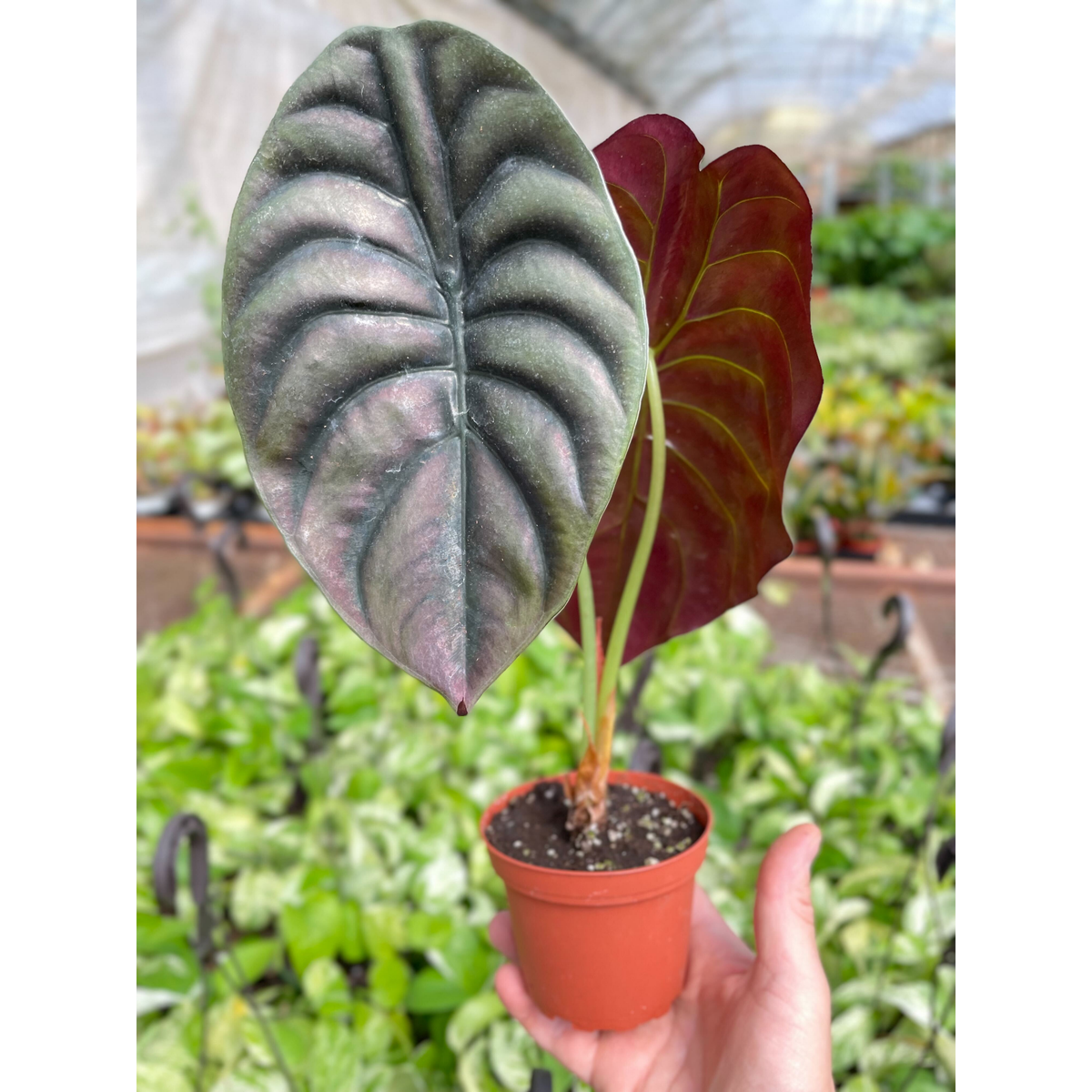 Alocasia 'Red Secret' - Garden Gets