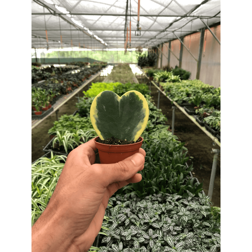 Hoya 'Sweetheart Variegated' - Garden Gets