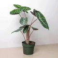 Alocasia Pink Dragon Plant - Stunning Indoor Greenery - Garden Gets