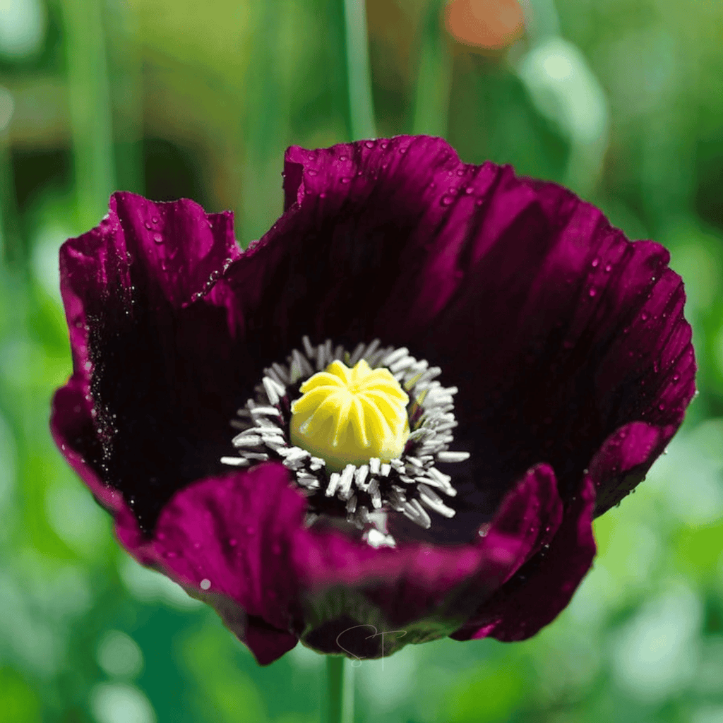 After Midnight Poppy – 100 Seeds - Garden Gets