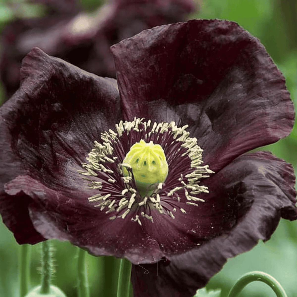 After Midnight Poppy – 100 Seeds - Garden Gets