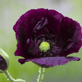 After Midnight Poppy – 100 Seeds - Garden Gets