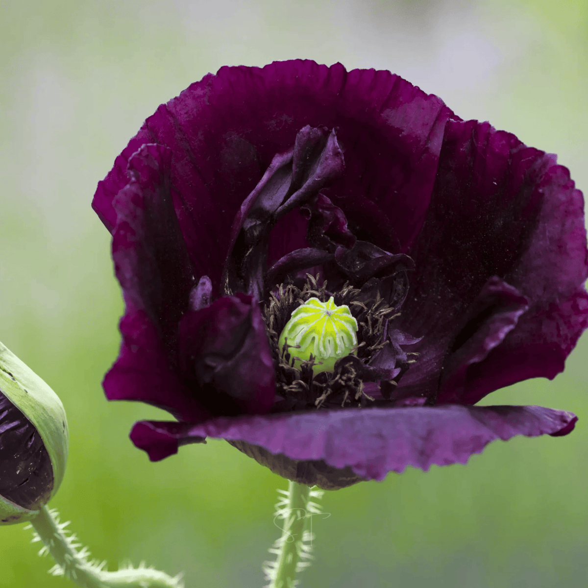 After Midnight Poppy – 100 Seeds - Garden Gets