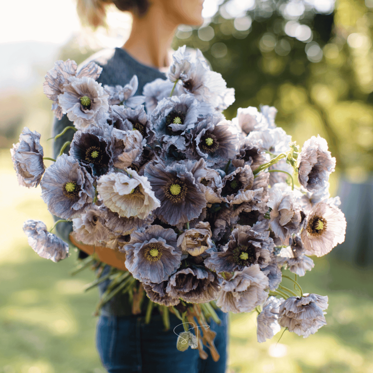 Amazing Grey Poppy – 25 Seeds - Garden Gets