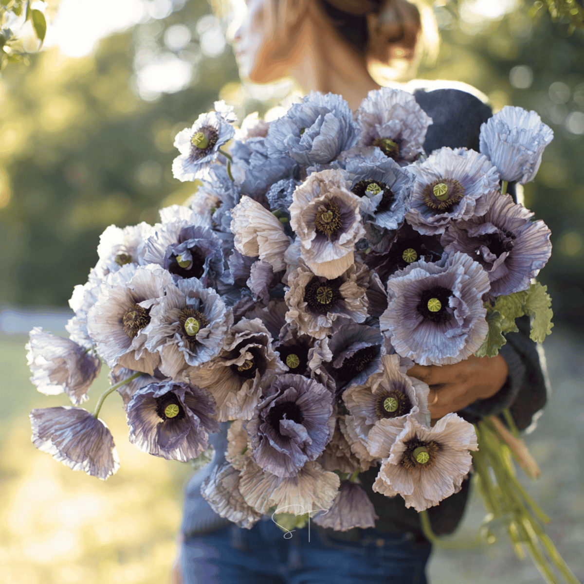 Amazing Grey Poppy – 25 Seeds - Garden Gets