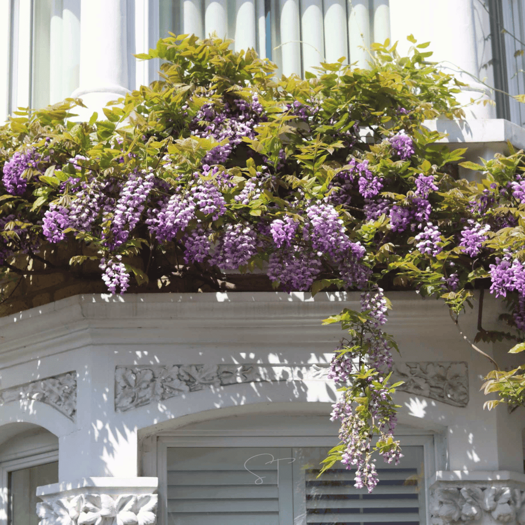 American Wisteria – 5 Seeds - Garden Gets