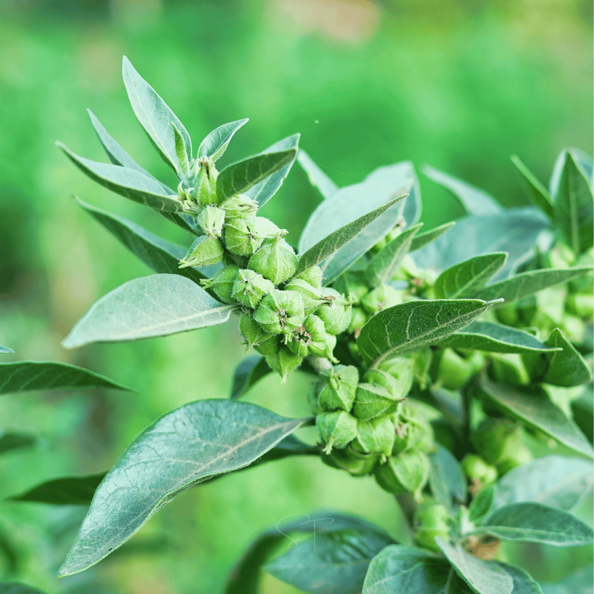 Ashwagandha (Indian Ginseng) – 30 Seeds - Garden Gets